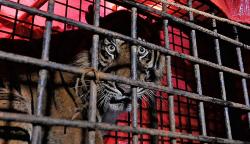 Momen Penyelamatan Harimau Sumatera Korban Konflik di Jambi