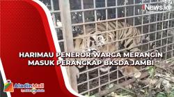 Harimau Peneror Warga Merangin Masuk Perangkap BKSDA Jambi