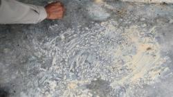 Harimau yang Terkam Warga Muncul di Kampung Lain Wilayah Bengkalis