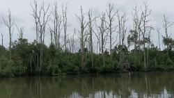 Mangrove Perepat di Teluk Balikpapan Banyak yang Mati, Bekantan Dikhawatirkan Masuk Permukinan Warga