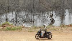 Hutan Mangrove di Batam Center Mati akibat Banyaknya Pembukaan Lahan Baru