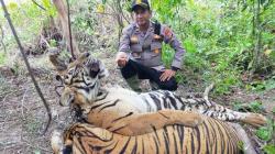 Pilu, 2 Harimau Sumatera Ditemukan Mati Tertumpuk di Hutan