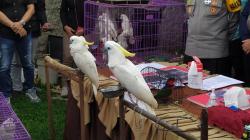 1 Warga Jelekong Bandung Ditangkap akibat Jual Beli Burung Langka