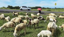Jalur Pantai Selatan Sepi, Pemudik Bisa Menikmati Keindahan Alam