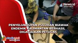 Video Penyelundupan Puluhan Biawak Endemik Kalimantan Berhasil Digagalkan Petugas