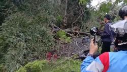 Pohon Besar Tumbang Timpa Kendaraan Melintas di Jalur Garut-Tasik, 5 Luka-luka<