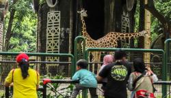 Taman Margasatwa Ragunan Dipadati Lebih dari 25.000 Pengunjung Siang Ini