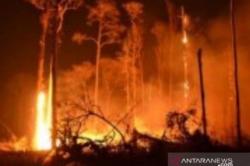 Musim Kemarau, BMKG Sebut Sebagian Besar Provinsi NTT Rawan Kebakaran Lahan
