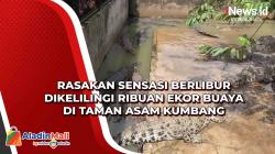 Rasakan Sensasi Berlibur Dikelilingi Ribuan Ekor Buaya di Taman Asam Kumbang