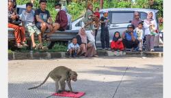 Topeng Monyet Hibur Wisatawan yang Terjebak Kemacetan Wisata Puncak