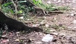Viral Kawasan Hutan Wisata Soler Tangerang Penuh Sampah, Monyet Ikut Punguti Botol