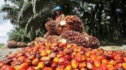 Keran Ekspor CPO Dibuka, Perusahaan Bakal Serap TBS Sawit Petani<