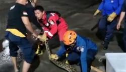 Ular Piton 7 Meter Gegerkan Permukiman Warga di Makassar, Dievakuasi Tim Damkar<