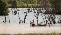 Hutan Mangrove Rusak Tercemar Limbah Tambang Pasir Ilegal di Batam