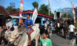Tradisi Syawalan, Warga Lereng Merapi Arak Ratusan Sapi