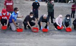 Lepas Tukik di Pantai Kuta, Maruf Amin Dapat Penjelasan Siklus Hidup Penyu<