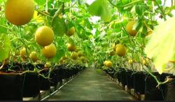 Sensasi Petik Melon Hidroponik di Banjarnegara, Rasanya Manis Bikin Ketagihan