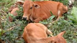  1.881 Sapi di Aceh Tamiang Diserang Penyakit, 13 Mati