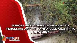 Sungai & Sawah di Indramayu Tercemar Akibat Ledakan Pipa Pertamina<