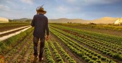 Petani di Semarang 23 Tahun Tak Gunakan Pupuk Subsidi Pilih Pakai Organik, Ini Alasannya<