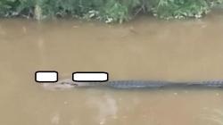 Ngeri, Buaya Tertangkap Kamera Melintas di Sungai Bawa Tubuh Manusia di Mulut