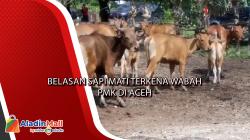 Belasan Sapi Mati Terkena Wabah PMK di Aceh<