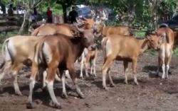 Ribuan Sapi di Aceh Tamiang Kena Wabah PMK, 16 Ekor Ditemukan Mati Mendadak<