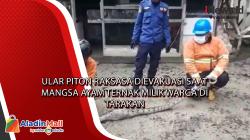  Ular Piton Raksasa Dievakuasi Saat Mangsa Ayam Ternak Milik Warga di Tarakan