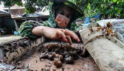 Budi Daya Madu Kelulut, Harga Jual Rp500.000 per Liter