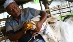 Cegah Penyakit Mulut dan Kuku, Sapi Ternak di Malang Minum Jamu Tradisional