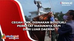 Cegah PMK, Disnakan Boyolali Perketat Masuknya Sapi dari Luar Daerah