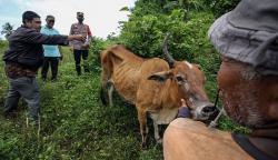 Penemuan 22 Ekor Sapi Suspek Penyakit Mulut dan Kuku di Aceh