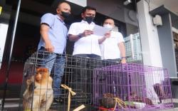 Ini Penampakan Bekantan dan Kucing Hutan yang Disita Polda Kalsel