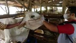 Cegah Penyakit Ternak, Pemkab Bone Mulai Rapat Koordinasi dan Bentuk Tim Monitoring