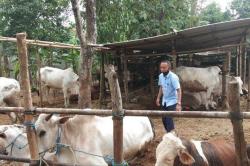  Bantul Antisipasi Wabah Penyakit Mulut dan Kuku Pada Ternak