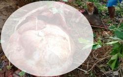 Warga Arjasari Bandung Resah, Pencuri Modus Jagal Sisakan Kepala dan Isi Perut Kerbau  