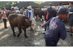  Hewan dari Daerah Wabah Penyakit Mulut dan Kuku Dicegah Masuk DIY