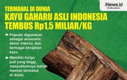 Infografis Termahal di Dunia, Kayu Gaharu Asli Indonesia Tembus Rp1,5 Miliar per Kg