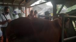 Antisipasi Wabah PMK pada Ternak, Begini Langkah Polda Jateng<