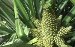 Viral Satu Pohon Nanas Tumbuh dengan 13 Buah, Pemilik Sampai Bingung