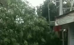 Ngeri, Hujan Angin di Depok Sebabkan Pohon Tumbang dan Atap Rumah Beterbangan