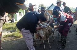 Cegah Penularan Penyakit Kuku dan Mulut, Ternak Masuk Pasar Kulonprogo Dicek Kesehatannya