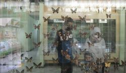 Mengenal Dunia Air Tawar dan Serangga di Taman Mini Indonesia Indah