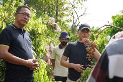 Gunungkidul Perluas Tanaman Buah 60 Hektare, Mulai Alpukat hingga Pisang