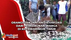 Orangutan Jantan Dievakuasi dari Perkebunan Warga di Kotawaringin Timur