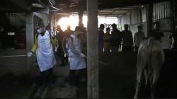 Cegah Wabah PMK, Bupati dan Kapolres Kendal Ikut Turun Tangan Semprot Kandang