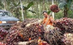 Pemerintah Diminta Batasi Izin HGU Lahan Perusahaan Besar, Begini Respons Petani Sawit