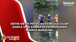 Detik-Detik Petugas Evakuasi Ular Sanca dan Kobra di Permukiman Warga Bandung<