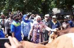 Antisipasi Penularan Penyakit Kuku dan Mulut, Bupati Klaten Minta Pasar Perbatasan Dipantau