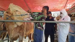 2 Ekor Sapi Limosin Berbobot 1 Ton di Indramayu Suspek Penyakit Mulut dan Kuku<